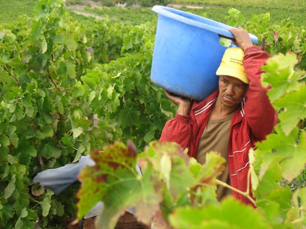 Skilpadvlei Wine Farm Στέλενμπος Εξωτερικό φωτογραφία